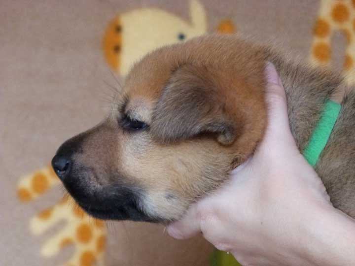 chinook puppy